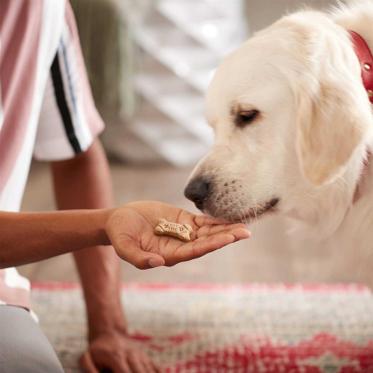 Dog Treats G59304
