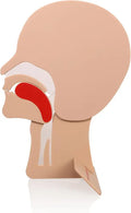 CPR Head Section Model 2 Packs First Aid Training Accessory W691675