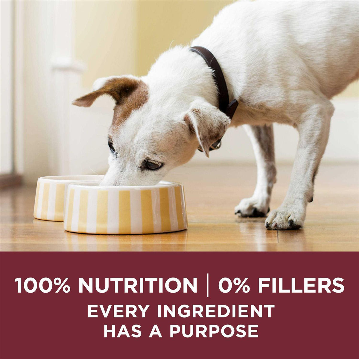 Natural Gravy Wet Dog Food Variety Pack V929297