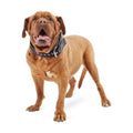 Red Dog Collar M8259