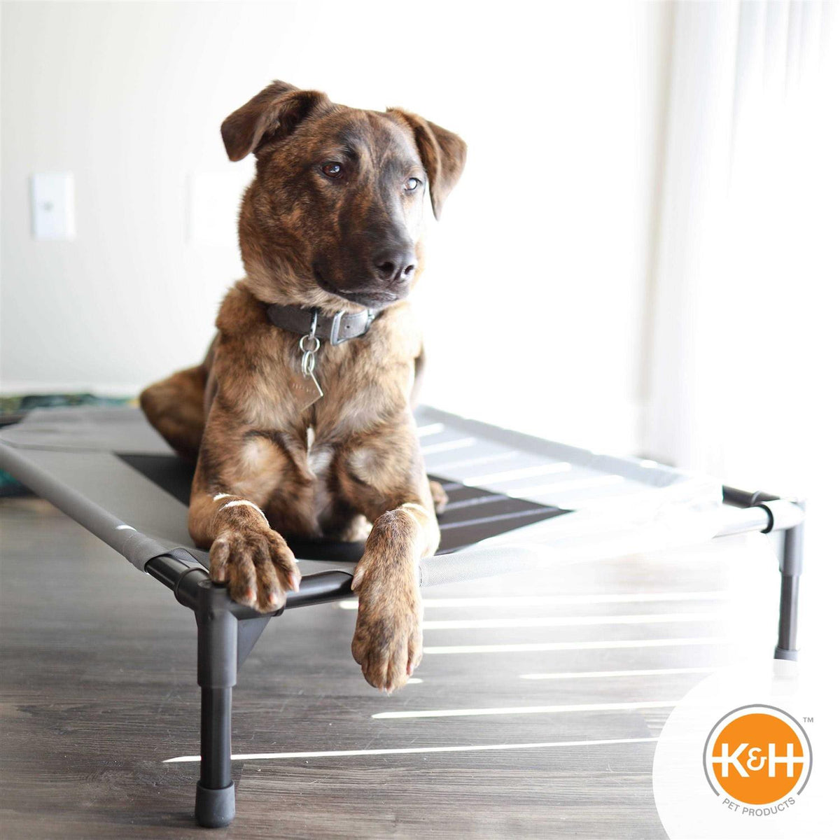 Elevated Pet Bed B425339