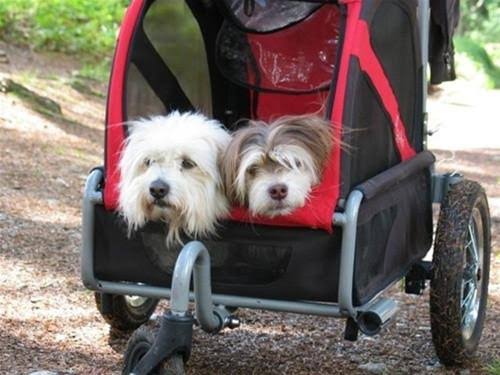 Green Dog Mini Stroller T8367