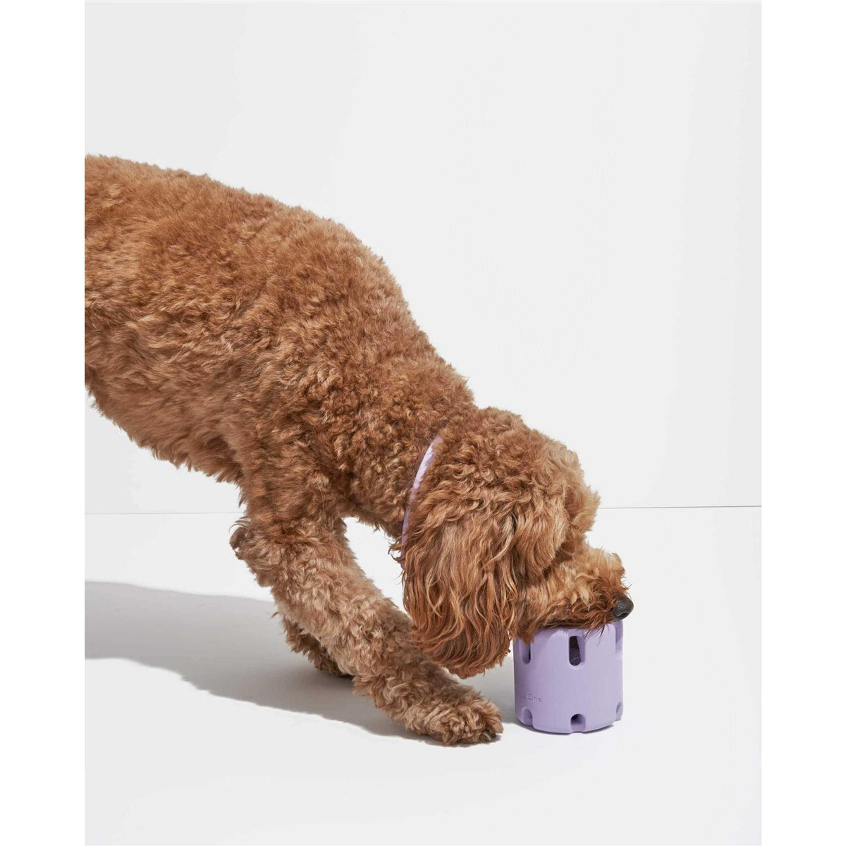 Dog Toy C660504