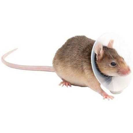 Collar Rodents Pet Supplies K521