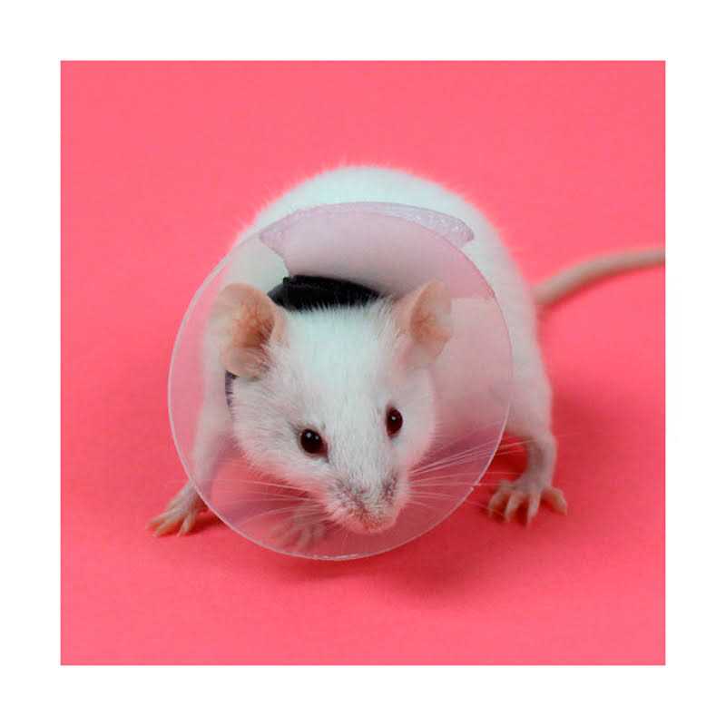 Collar Rodents Pet Supplies K521