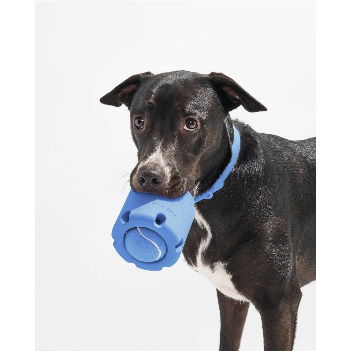 Dog Toy C660504